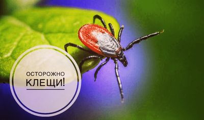 УКУС КЛЕЩА КАК ПРИЧИНА ПИРОПЛАЗМОЗА 