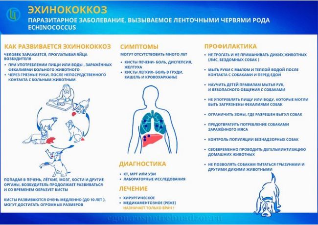 Профилактика эхинококкоза