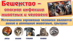 Бешенство
